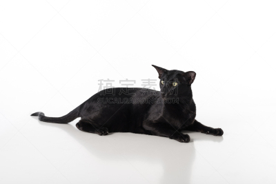 东方短毛猫,白色背景,黑色,桌子,分离着色,暹罗猫,短毛猫,动物耳朵,美,水平画幅