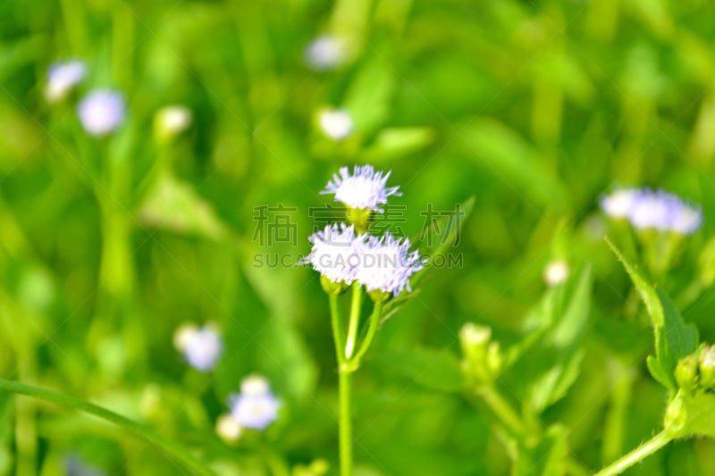 缬草属植物,植物,特写,自然,水平画幅,绿色,无人,草本,个性,叶子