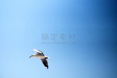 哈氏鸥,南部非洲,非洲,西开普省,图像,海鸥,鸟类,南非,博得斯海滩,天空