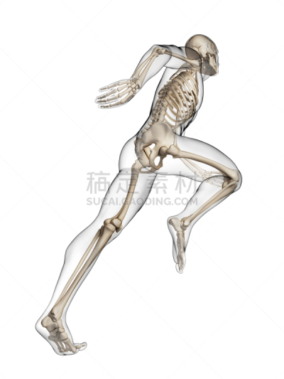 人类骨架,慢跑,软骨,生理学,垂直画幅,四肢,短跑,绘画插图,科学,腿