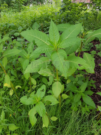凤仙花属植物,花序,垂直画幅,水生植物,秧苗,无人,花头,观赏宝石草,鲜花盛开,德国