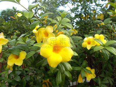 黄色,美,芳香的,水平画幅,美人,夏天,软枝黄蝉,仅一朵花,田地,植物