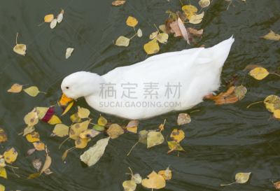 白色,秋天,鸭子,湖,哈萨克斯坦,纽约,背景分离,野生动物,风景,风景线拱