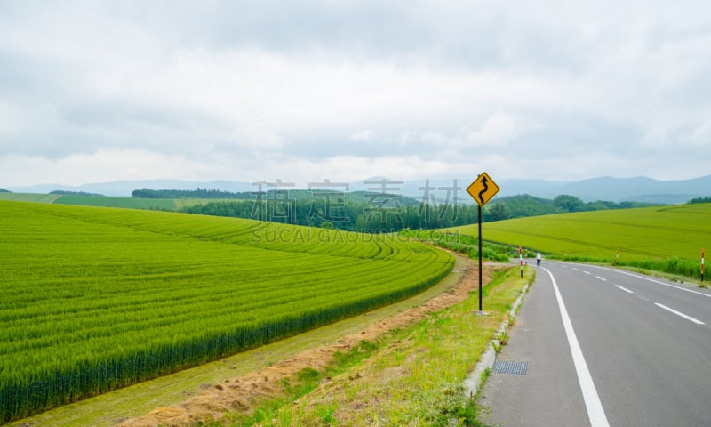 日本,农场,小麦,路,自然,草地,水平画幅,富良野盆地,郊区,夏天