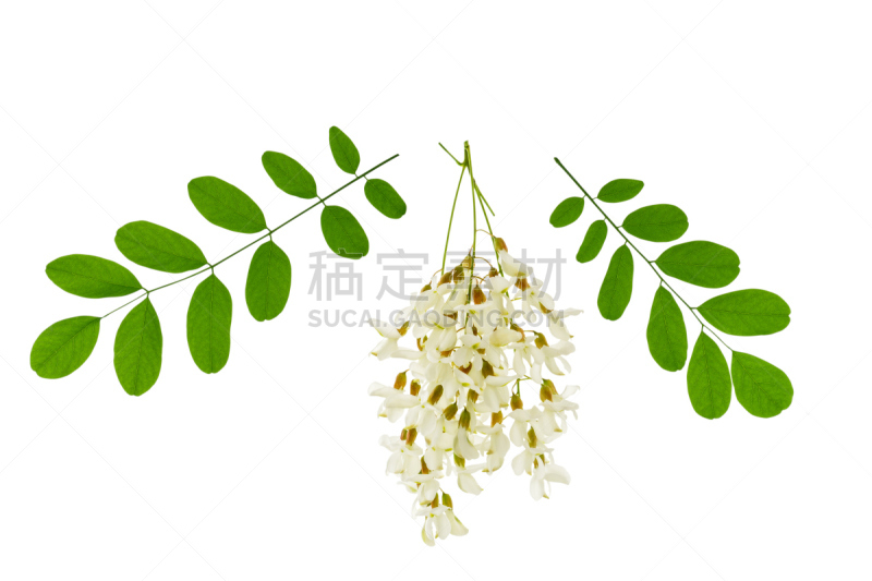 白色,叶子,绿色,金合欢树,水平画幅,无人,特写,俄罗斯,植物,剪贴路径