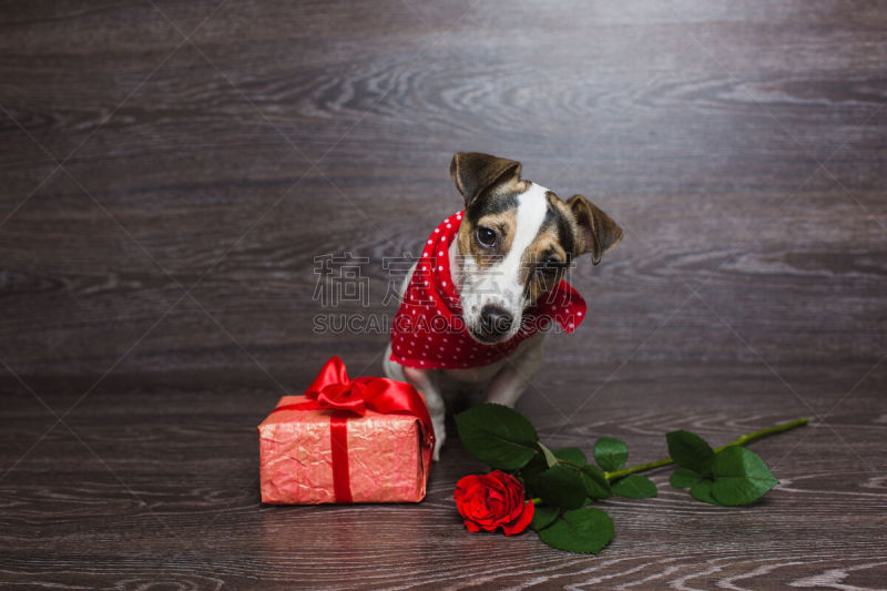 杰克拉瑟短腿犬,包装纸,福克斯猎狐犬,花色丝质大手帕,梗犬,短发,新的,水平画幅,玫瑰