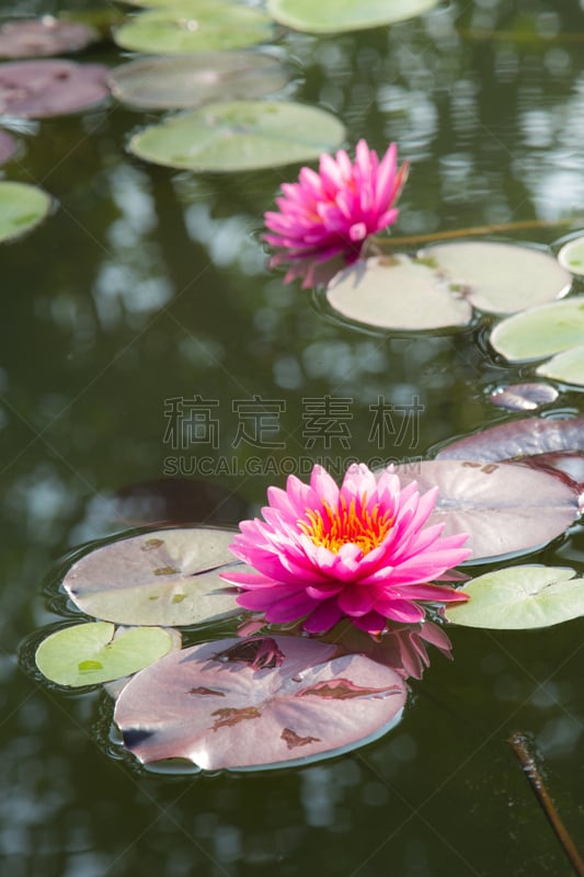 荷花,池塘,粉色,孪生花植物,垂直画幅,植物,绿色,睡莲,无人,户外