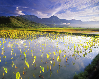 哈纳雷,考艾岛,芋头,山,植物群,背景,农业,云景,太平洋岛屿,环境