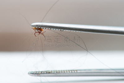 蜱,狗,人蚤,脑炎,跳蚤,螨,钢丝钳,水平画幅,动物身体部位,特写