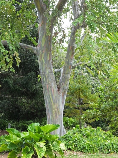 棉蓝岛桉树,彩虹,桉树,自然,垂直画幅,热带气候,图像,美国,多色的,植物表皮