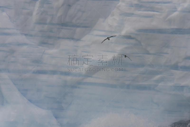 冰山,背景幕,南极海燕,半岛,水平画幅,鸟类,户外,海洋,水禽,德雷克海峡