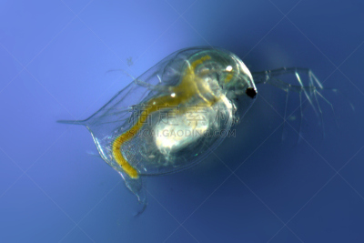 水蚤,显微镜,水平画幅,生物,无人,科学,生物学,浮游生物,大特写,观看