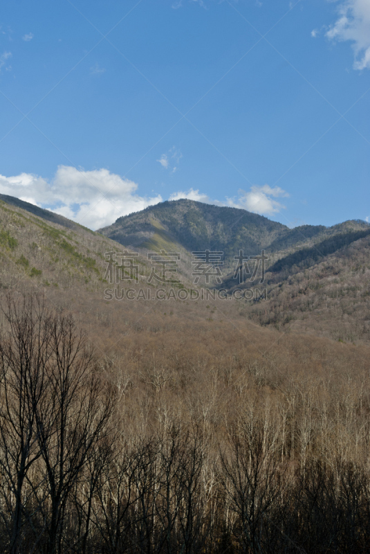 冬天,勒孔特山,垂直画幅,地形,山,无人,户外,美国南部,摄影,树