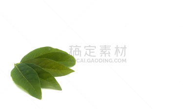 黑斑羚,百合花,叶子,白色背景,绘画插图,夏天,明亮,热带气候,植物学,清新