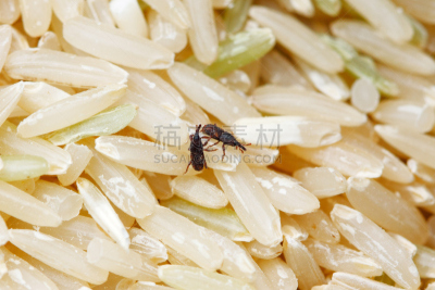 米虫,象鼻虫,白米,水平画幅,害虫,无人,甲虫,2015年,昆虫,食品