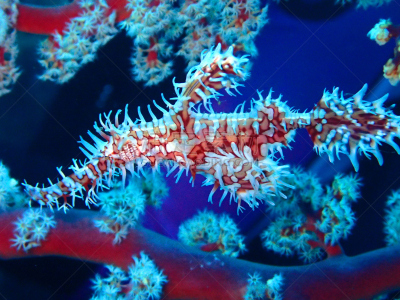 沟壑,水平画幅,水肺潜水,巴厘岛,水下,野外动物,生物学,生态多样性,中东,礁石