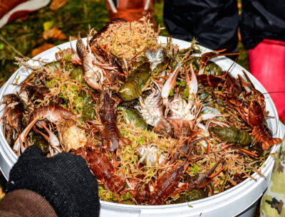 动物,螃蟹,褐色,水平画幅,生食,小胡子,小龙虾,户外,背鳍,标有线的贝壳