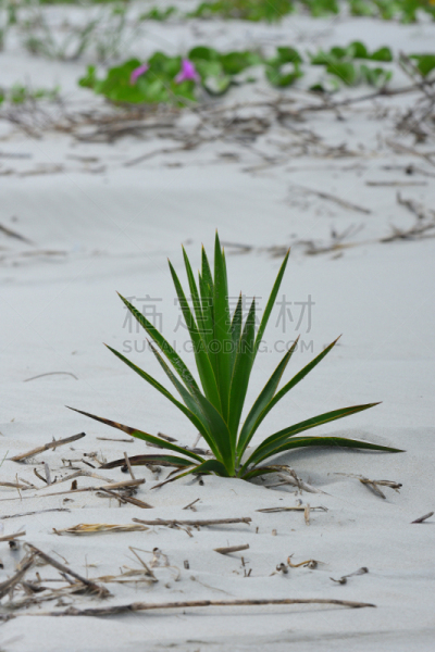 丝兰,背景,有蔓植物,沙子,海滩,坎伯兰岛,乔治亚州,沙丘,低视角,自然