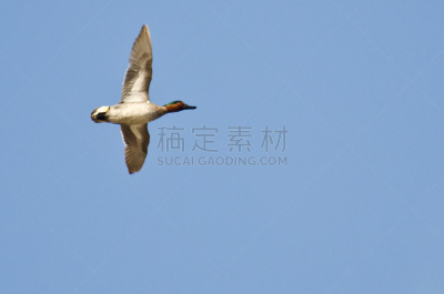 天空,蓝色,雄性动物,绿翼水鸭,自然,褐色,野生动物,水平画幅,绿色,无人