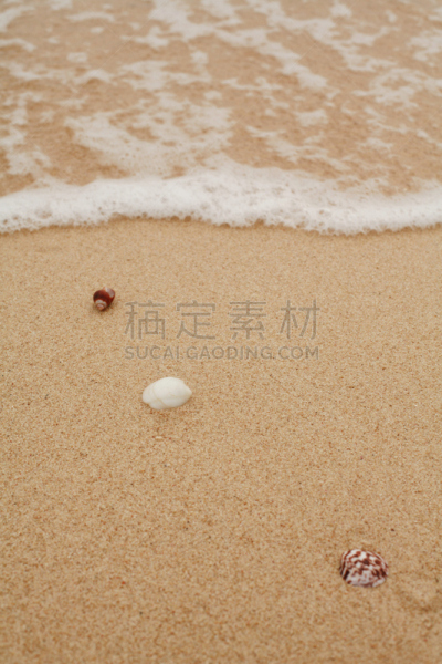 贝壳,海洋,垂直画幅,水,纹理效果,沙子,动物身体部位,旅行者,夏天,海浪