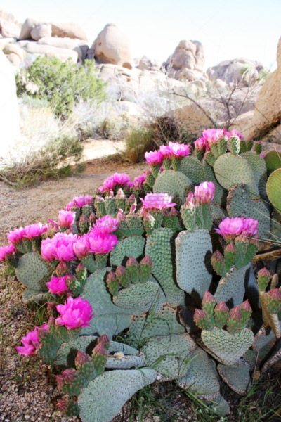 Beavertail pricklypear in the Joshua Tree National Park, USA