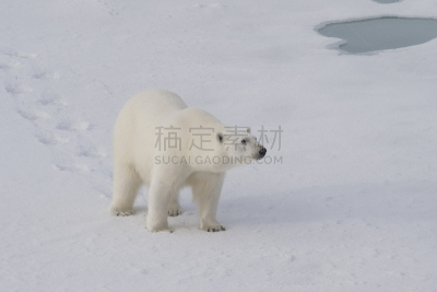 冰,北极熊,自然,寒冷,野生动物,水平画幅,雪,无人,原野,野外动物
