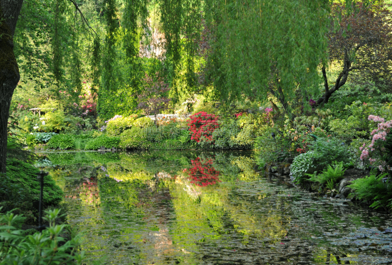 布查特花园,池塘,温哥华岛,加拿大文明,水平画幅,无人,户外,北美,植物