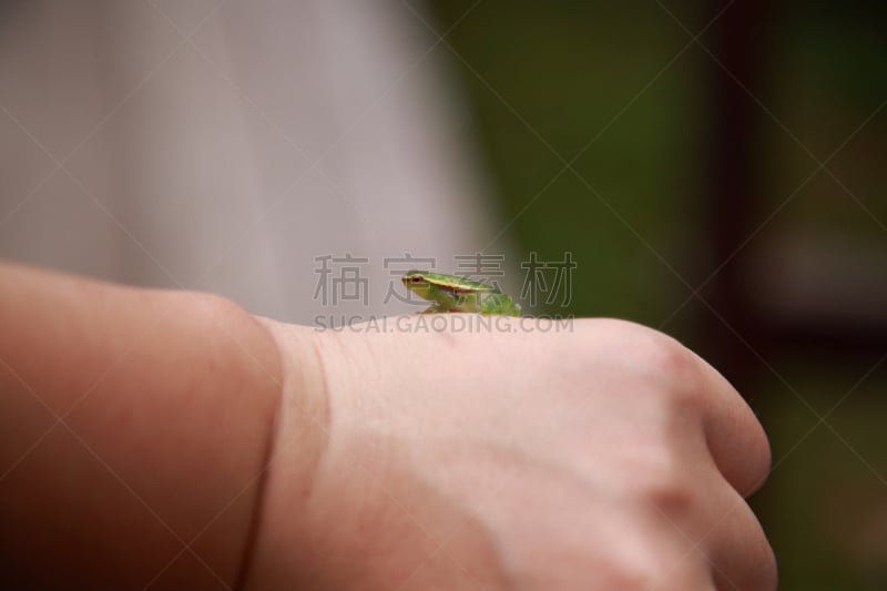 亚马孙洲,树蛙,巴西,小的,箭毒蛙,亚马逊雨林,亚马逊地区,南美,水平画幅,无人