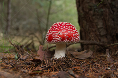 毒蝇菇,蘑菇,濑田河,水平画幅,泥土,户外,草,特写,毒蘑菇,真菌