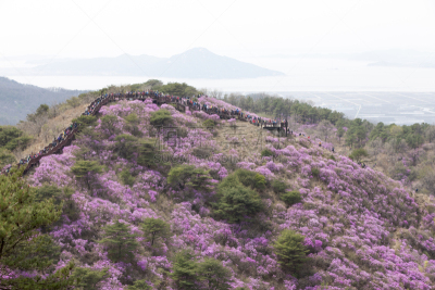 松树,杜鹃花,自然,温带的花,水平画幅,地形,无人,仁川,户外,春天