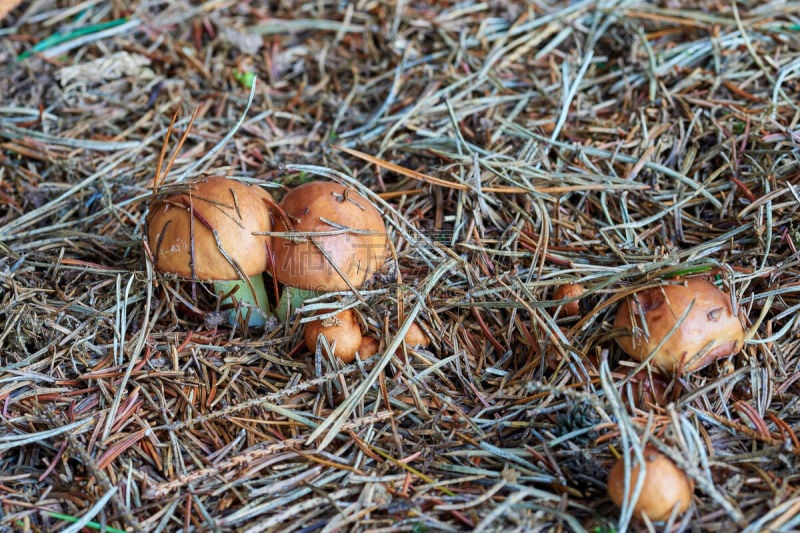 食品,森林,组物体,蘑菇,微球菌,菌丝,水平画幅,配方,苔藓,夏天