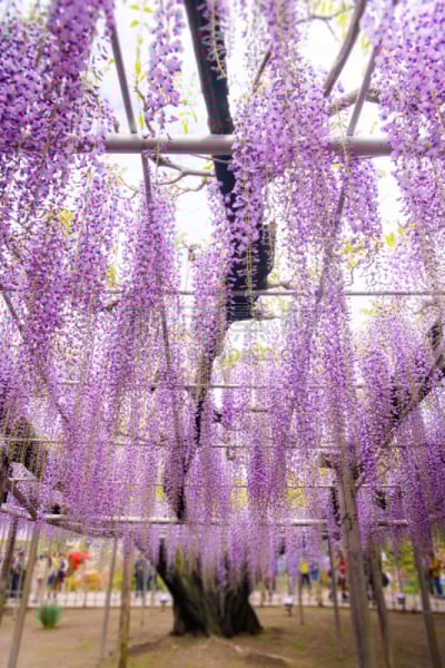 紫色,粉色,日本,紫藤,花朵,枥木县,非凡的,自然美,风景,树