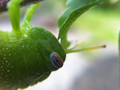 蚱蜢,绿色,水,水平画幅,灯笼椒,无人,湿,叶甲虫,夏天,草