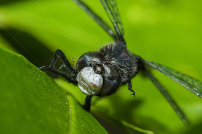 blue darter dragonfly,鹭管鱼,自然,条斑赤蜻,野生动物,蜻蜓,水平画幅,无人,动物学,户外