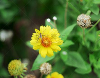 黄色,蜘蛛,非凡的,仅一朵花,蕨麻,蟹蛛,雌蕊,褐色,水平画幅,雄蕊