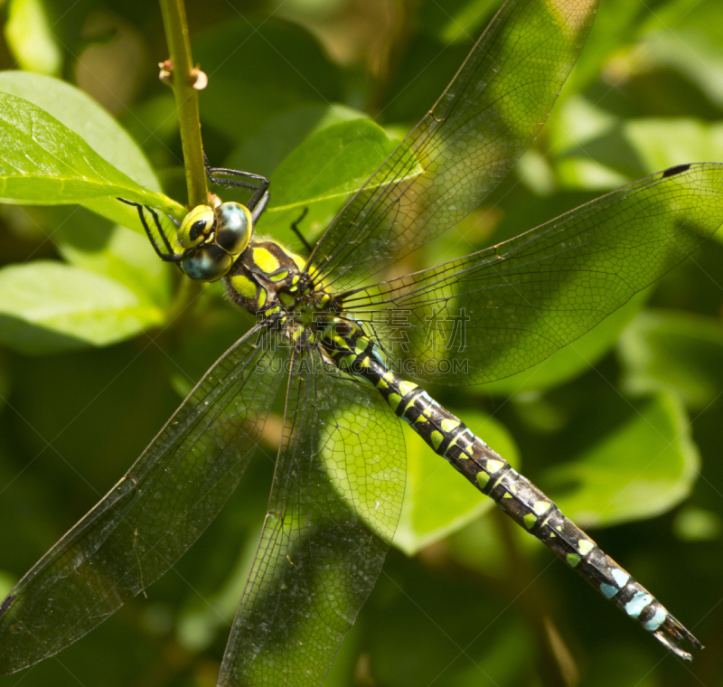 southern hawker dragonfly,南,利用鹰打猎,自然,野生动物,蜻蜓,水平画幅,动物身体部位,翅膀,昆虫