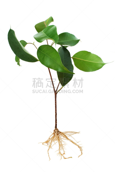 秧苗,根部,垂直画幅,新的,人老心不老,无人,花蕾,白色,植物,彩色图片