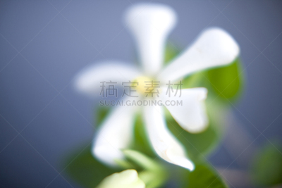 栀子,禅宗,白色,水平画幅,静物,无人,亚洲,日本,东亚,摄影