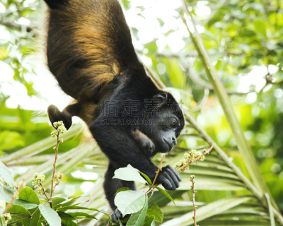 吼猴,婴儿,母亲,托尔图格诺,tortuguero national park,丛林索道,里蒙省,生态多样性,哥斯达黎加,生态旅游