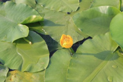 yellow water,仅一朵花,黄睡莲,水平画幅,无人,夏天,沼泽,户外,湖,草