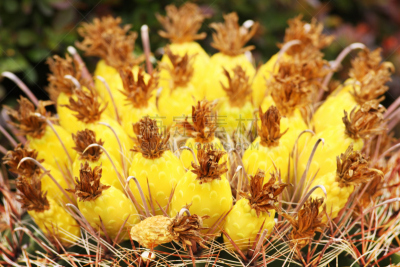桶仙人掌,花头,仙人掌果,鱼钩,大桶仙人掌,cushion cactus,鱼钩仙人掌,金桶仙人掌,鸡冠仙人掌,植物类型