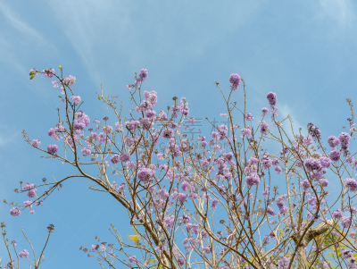 紫色,紫薇科树,花朵,自然,天空,水平画幅,绿色,无人,蓝色,户外