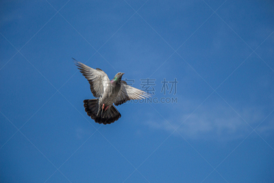 鸽子,半空中,一个物体,自然,天空,水平画幅,符号,鸟类,肖像,鹤嘴鸟