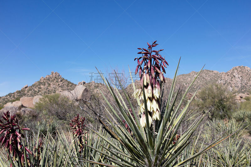 banana yucca,沙漠,索诺兰沙漠,自然,美国,水平画幅,无人,户外,野生植物,加利福尼亚