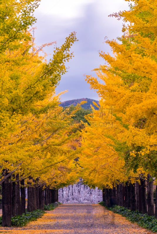 银杏,路,城市生活,万代山,运动,环境,公园,林荫路,枝繁叶茂,福岛县