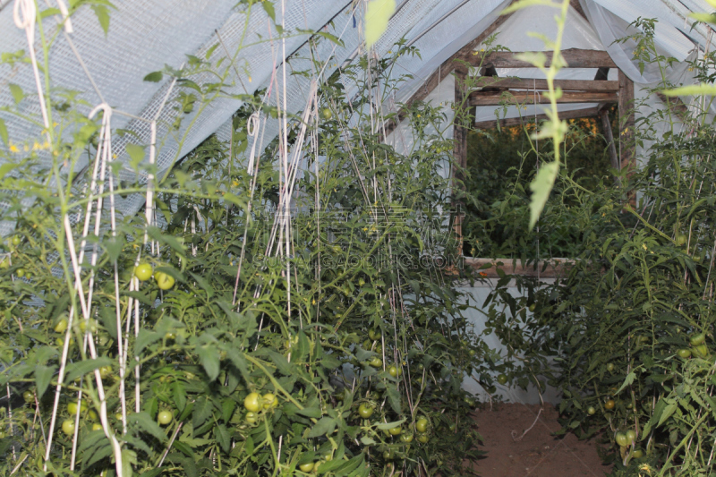 植物群,干作料串,菜园,圆形,水平画幅,秧苗,无人,夏天,户外,熟的