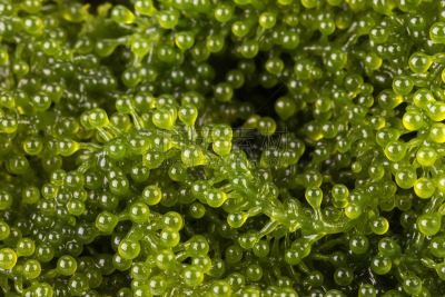 健康食物,海藻,欧弗,葡萄,海洋,海产,叶绿素,穗,自然,水平画幅