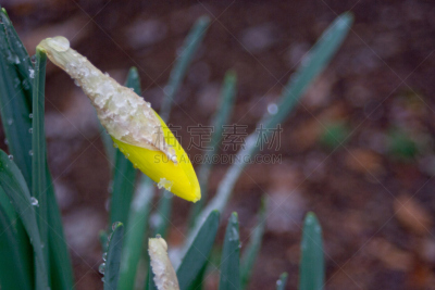 冰,水仙花,格林维尔,南卡罗来那,水,水平画幅,绿色,雪,无人,户外