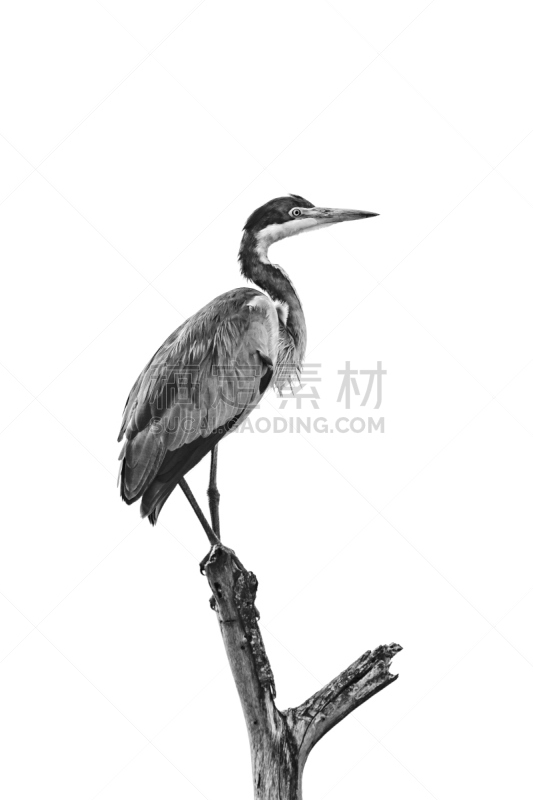黑头苍鹭,莫诺湖,垂直画幅,云,鸟类,动物身体部位,野外动物,户外,单色调,白色