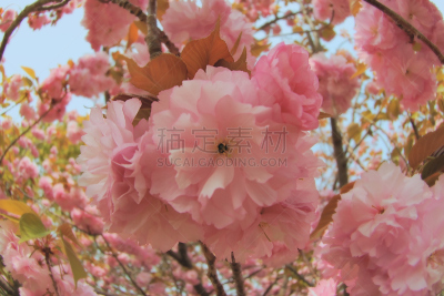 樱花,日本,对称,重瓣花,鱼眼镜头,天空,水平画幅,无人,特写,春天